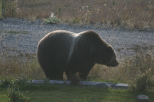 Grizzly Bear out front of our house