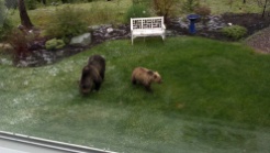 Grizzly and Cub in our back yard.